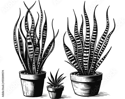 Potted Serenity Line Art Botanicals Snake Plant linework ink sketch hand drawn pen drawing vector illustration background