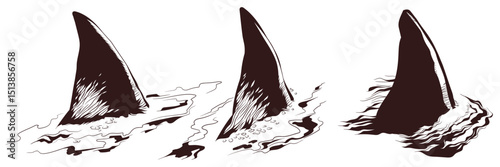 Shark fin above water.