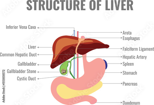 Structure of Liver Anatomy and Functional Organization