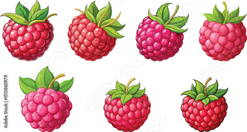 set of  fresh raspberries fruits vector illustration