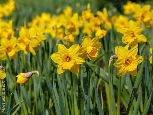 Narcissus ( Latin- Narcissus ) is a genus of monocotyledonous plants from the Amaryllis family