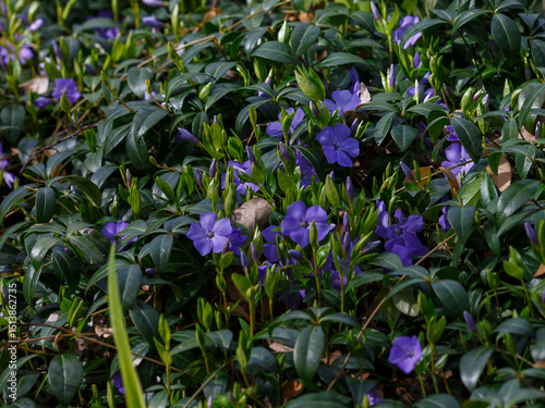 Periwinkle ( Latin- Vinca minor ) is a species of perennial herbaceous plants of the genus Periwinkle ( Vinca ) of the family Apocynaceae photo