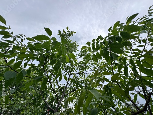 Close-up of green leaves of the walnut tree (Juglans regia) during springtime. The compound leaves and lush foliage symbolize growth, nature, and the seasonal cycle of deciduous hardwood trees.
