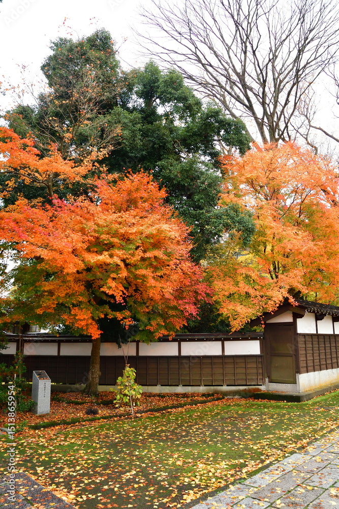 Naklejka premium 加茂山公園の紅葉(新潟県)