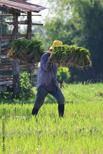 traditional rice farming in Laos
