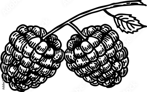 Hand drawn ripe raspberries on branch botanical black and white fruit sketch, vintage berry illustration