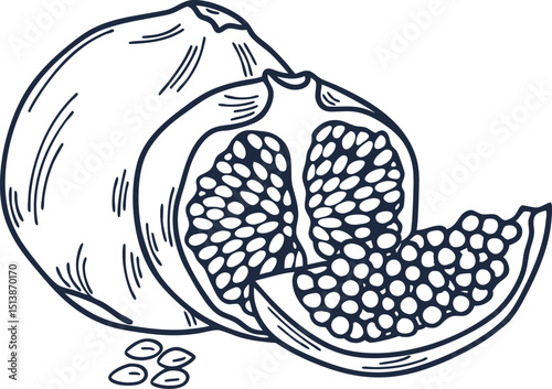 Pomegranate fruit sketch, whole and sliced with seeds hand drawn illustration, detailed cross section, botanical food art