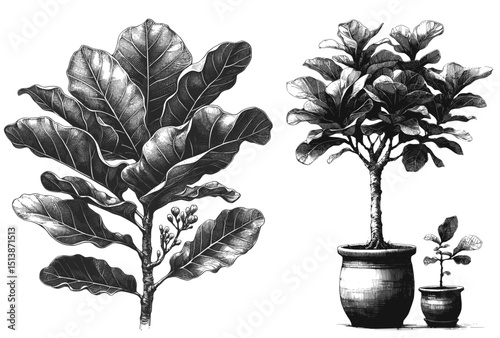 Grace in Strokes Fiddle Leaf Fig linework ink sketch hand drawn pen drawing vector illustration background