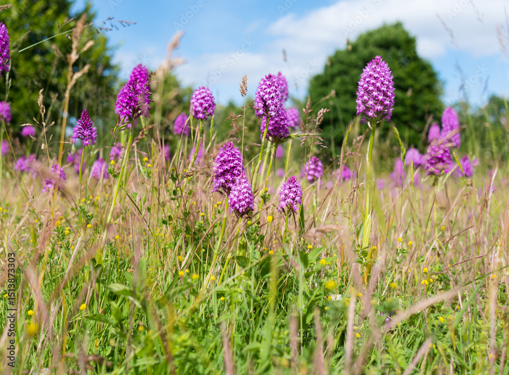 Obraz premium Orchis pyramidal