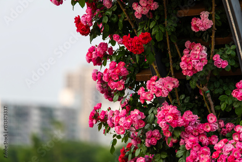 climbing roses in the park