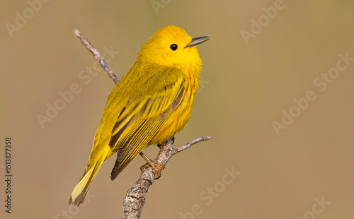 Fotografía Yellow Warbler
