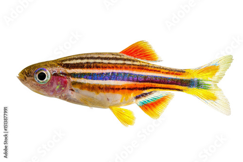 Colorful tropical fish swimming, vibrant striped body with bright fins, ideal for aquarium themes, educational uses, and nature highlights. Isolated on white background or PNG photo
