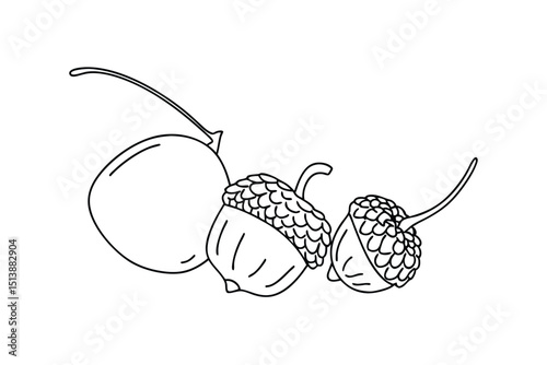 Simple black and white illustrated acorns with one seed pod on a white background