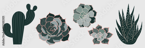 Vector icon sheet of assorted succulents with unique patterns – Suitable for botanical illustrations, natural lifestyle branding, or plant care apps.
