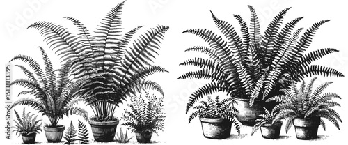 Botanical Shadows fern linework ink sketch hand drawn pen drawing vector illustration background