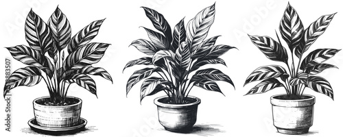 Strokes of Verdant Grace Dieffenbachia linework ink sketch hand drawn pen drawing vector illustration background