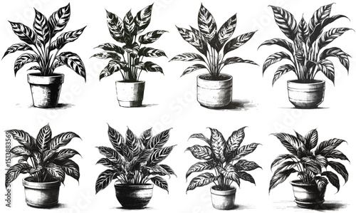 The Silent Guardian Dieffenbachia linework ink sketch hand drawn pen drawing vector illustration background