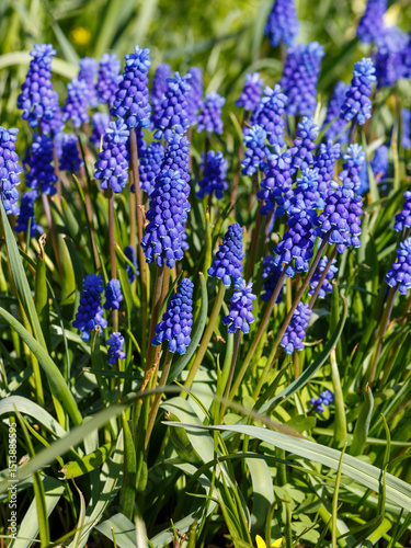 Mouse hyacinth , or Muscari ( Latin - Muscari ) is a genus of bulbous plants of the Asparagus family ( Asparagaceae ), previously it could be included in the Hyacinthaceae or Liliaceae family