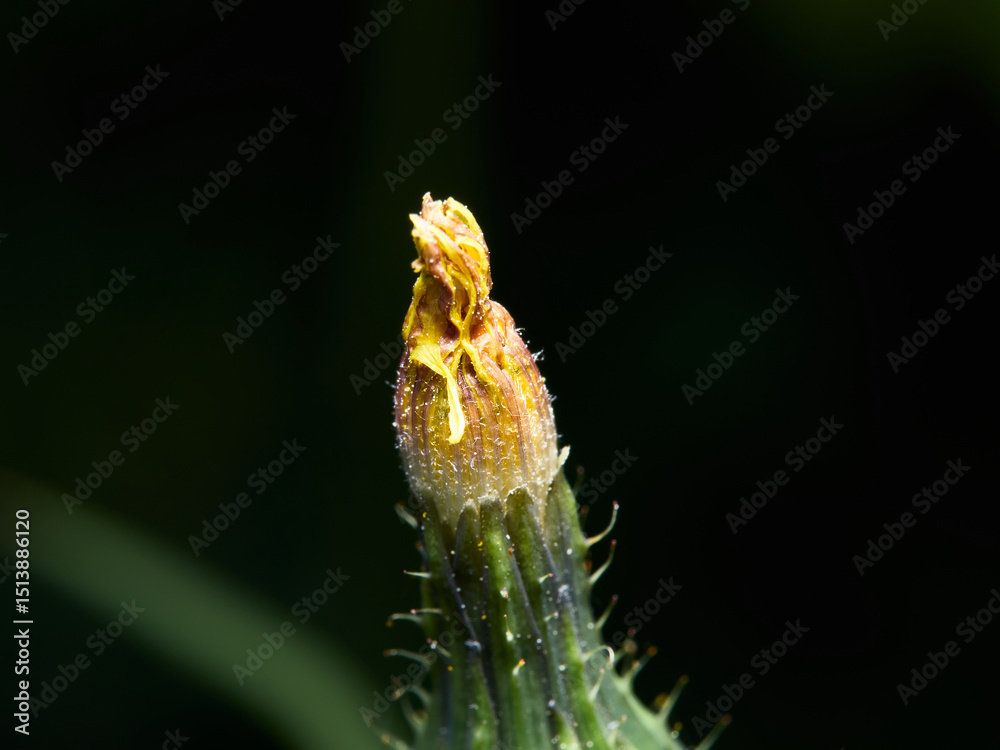 Fototapeta premium Urospermum picroides