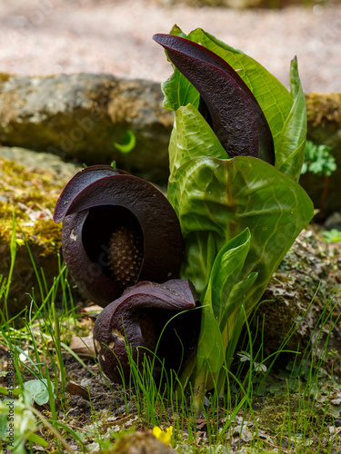 Symplocarpus foetidus, commonly known as skunk cabbageor eastern skunk cabbage  is a low-growing plant that grows in wetlands photo