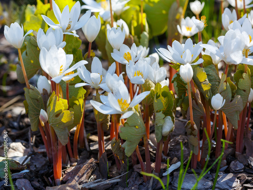 Sanguinaria canadensis, bloodroot, is a perennial, herbaceous flowering plant native to eastern North America