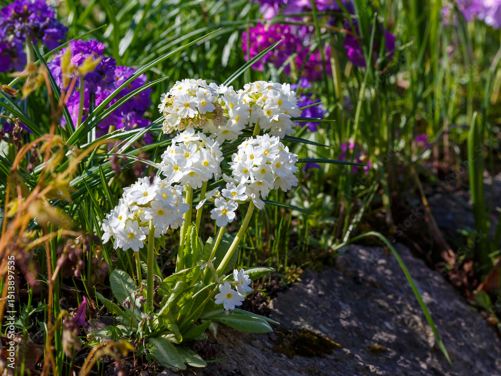 Obraz premium Primrose small-toothed or small-toothed primrose ( lat. Primula denticulata ) is a perennial herbaceous plant of the genus Primrose