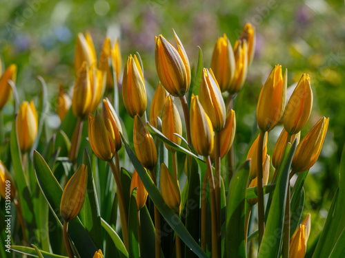 Tulipa biebersteiniana , or Tulipa quercetorum ( Latin- Tulipa biebersteiniana, Tulipa quercetorum) is a perennial herbaceous plant photo