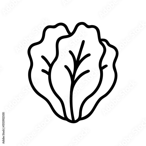 Fresh lettuce illustration in simple line art style  