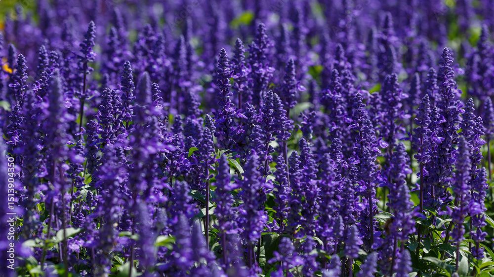 Naklejka premium Blue Salvia farinacea is blooms in garden. Salvia farinacea is bee-flendly plant