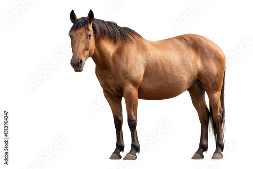 Portrait of a Brown Quarter Horse on Transparent Background