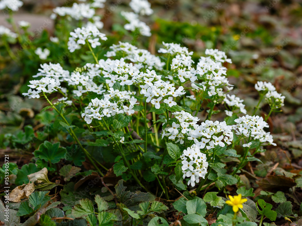 Garlic toad (Latin- Alliaria petiolata ) is a herbaceous biennial plant in spring time Garlic toad (Latin- Alliaria petiolata ) is a herbaceous biennial plant in spring time