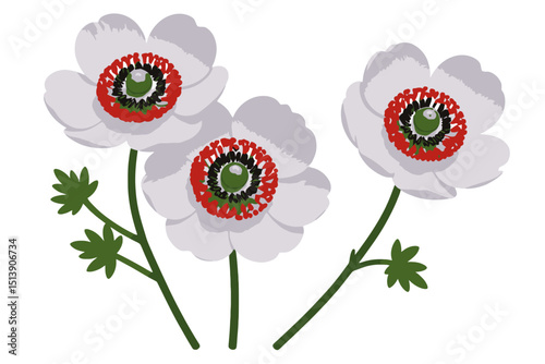 Elegant White Anemone Flowers with Red and Black Centers - Close-up Floral Arrangement - Beautiful Botanical Illustration of Spring Blooms on White Background