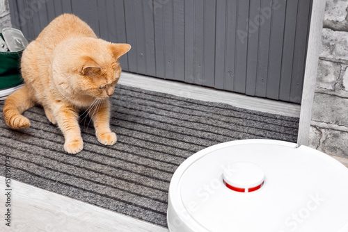 Ginger cat watches robot vacuum cleaner work. photo