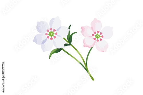 Watercolor Dogwood Flowers Illustration - Delicate White and Pink Blooms - Botanical Art Print for Spring Decor and Floral Design Projects