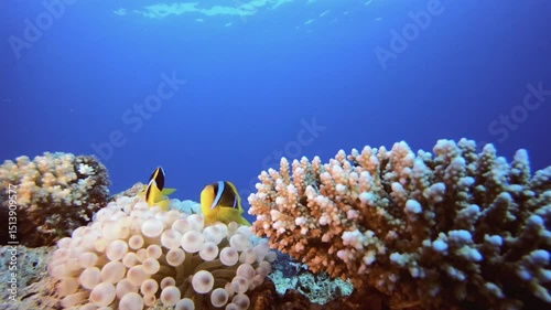 Tropical Sea Anemones Clownfish. Underwater tropical clownfish (Amphiprion bicinctus) and sea anemones. Underwater fish reef marine. Tropical colourful underwater seascape. Reef coral scene.