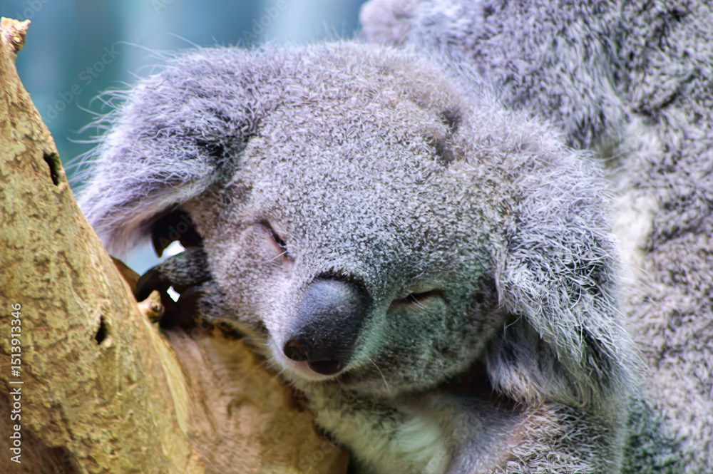 Obraz premium koala in a tree