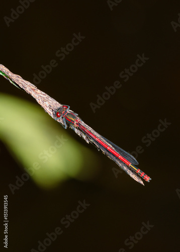 dragonfly on a branch