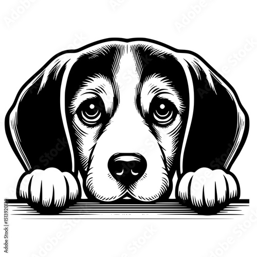 Beagle Peeking Dog Vector Illustration Isolated on White