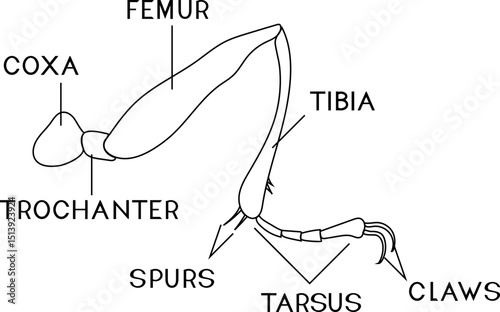 Coloring page with structure of a typical insect leg for biology lesson