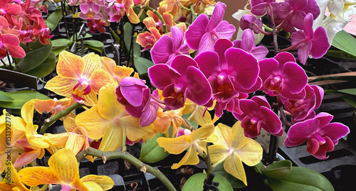 Foto A vibrant collection of colorful orchids