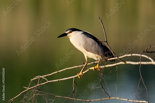 night heron or black-crowned night heron, Nycticorax nycticorax in the wild