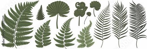 Fern icons in various styles and frond shapes on white background – Vector set