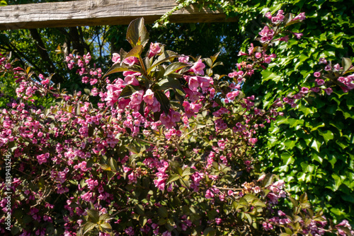 The Old Fashioned Weigela, scientifically known as Weigela florida, is a deciduous shrub celebrated for its showy, trumpet-shaped flowers, typically pink but also available in white and red. 