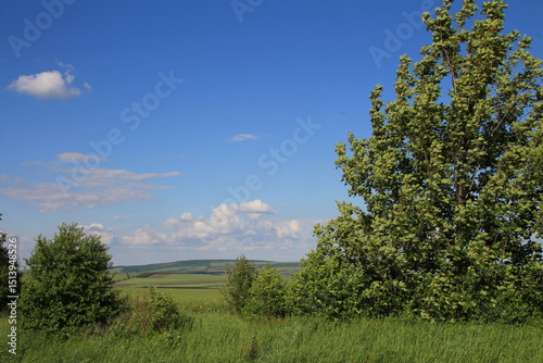 Fototapeta Naklejka Na Ścianę i Meble -  A grassy field with trees and a blue sky