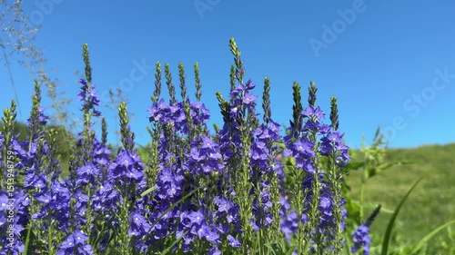 Flowering plant blue Veronica austriaca austrian broadleaf  speedwell in meadow.