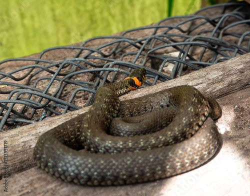 A coiled snake with a distinctive yellow collar rests on old wooden boards beside a wire mesh in a rustic garden or shed environment.