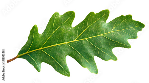 Fresh green oak leaf isolated on a white background