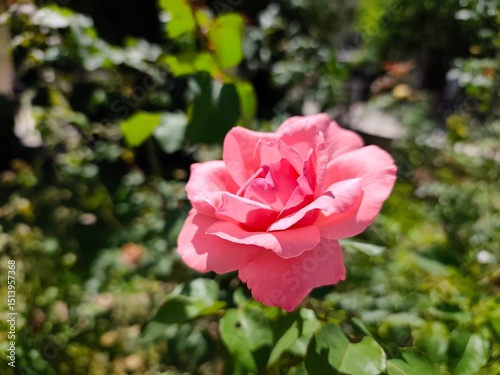 Photography China rose: a species of Roses, its botanical name is Rosa chinensis
