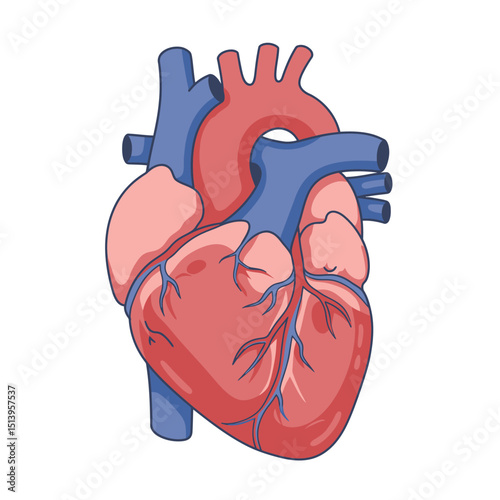 Heart human anatomical and cardiovascular system isolated on white background. Flat vector illustration