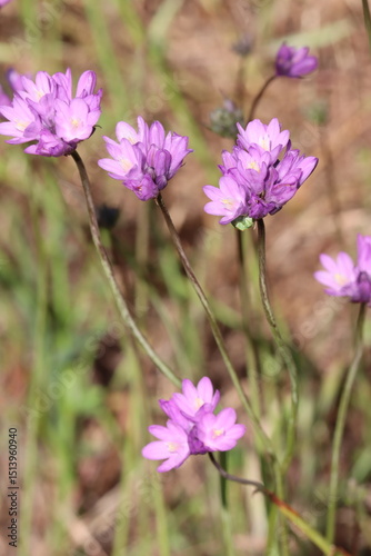 Two Wing Wild Hyacinth, Dipterostemon Capitatus Subspecies Capitatus, a charismatic native synoecious perennial herb displaying cymose umbel inflorescences during Spring in the Santa Monica Mountains. photo